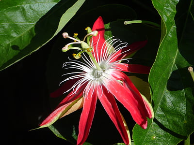 Maracujá Roxo, flor, reproducão