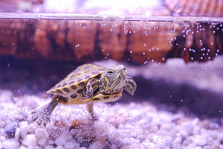 Schildkröte, ist scripta, Wasserschildkröte, Aquarium, Jungtier, Reptil, aquatische