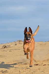 malinois, sorra, l'estiu, platja, càlid, sol, gos de pastor belga