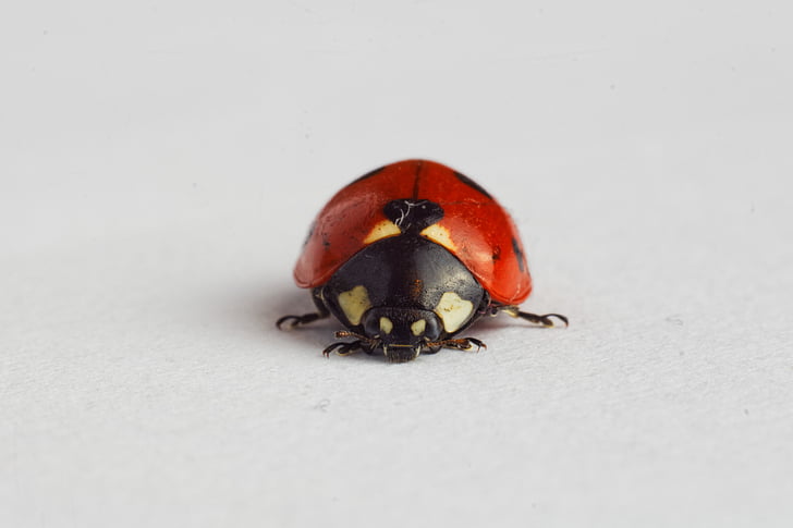 spotted, red, ladybug, insect, ladybird, animals, animal themes