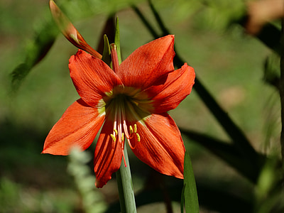 ardei roşu, Guyana franceză, flori