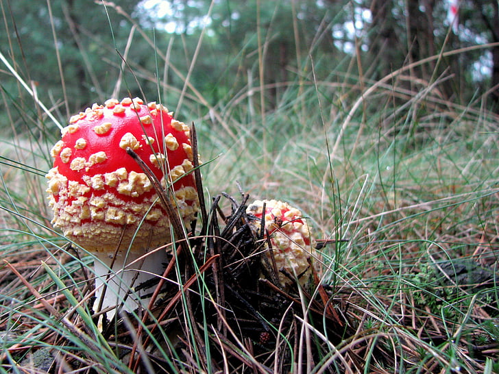 amanita, mushroom, poisonous mushrooms, forest, polyana, forest litter, fly Agaric Mushroom