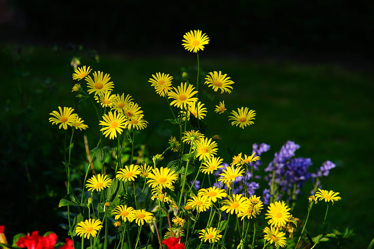 flors, jardí, groc, colors, natura, planta, filigrana