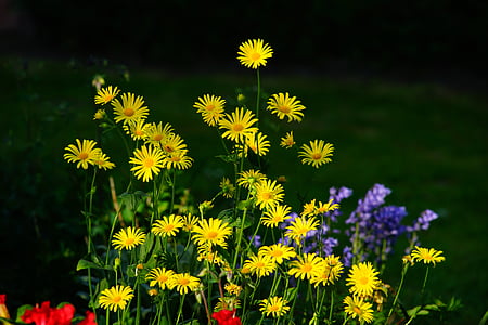 fleurs, jardin, jaune, coloré, nature, plante, filigrane