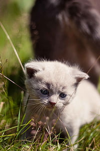 dier, Britse blauw Lila, kat, Feline, Kitten, huisdier, schattig