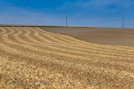 pemandangan, ladang jagung, alam, pertanian, adegan pedesaan, bidang, pertanian