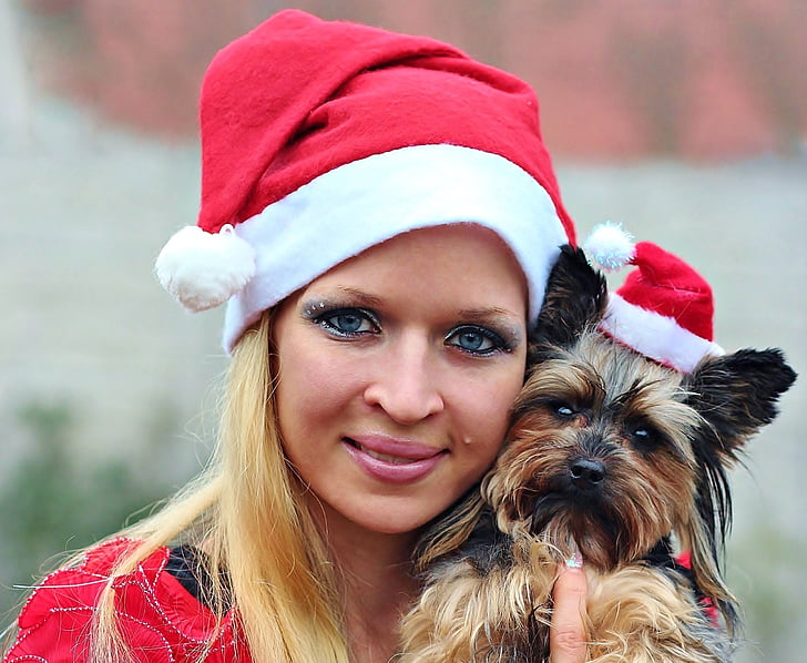 Papai Noel, cão, mulher, retrato, Yorkshire terrier, Natal