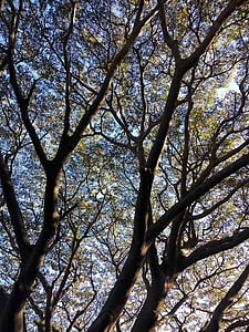 cây, Thiên nhiên, cảnh quan, thân cây, chi nhánh, lá