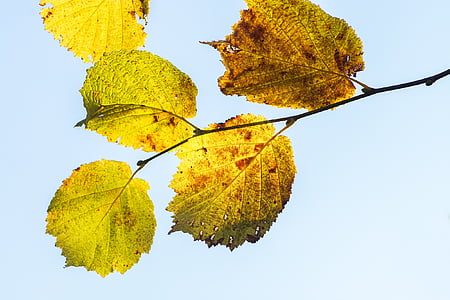 oříškově hnědé listy, větev lísky, na podzim listy, podzim, odbarvený, hnědá, zelená