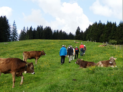 wanderer, allgäu, hiking, mountain hike, mountain meadow, meadow, pasture