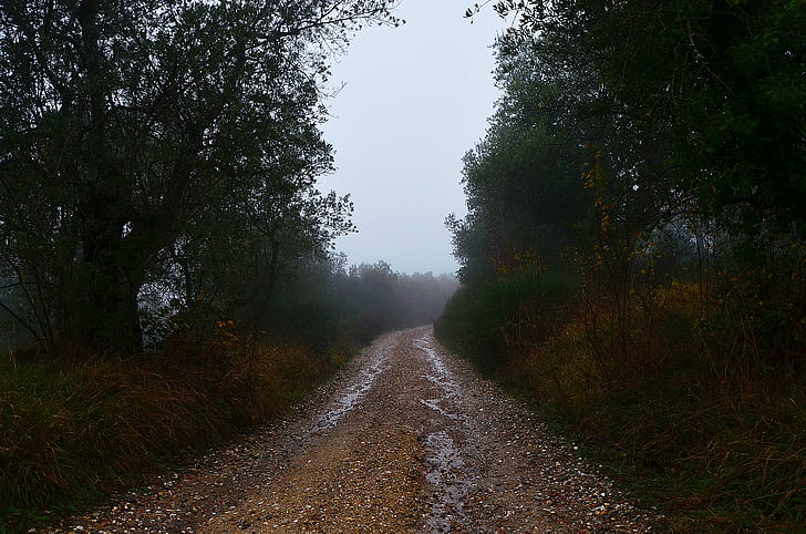 vägen till ingenstans, landsväg, Italien, Toscana, träd, Trail, pušestvie