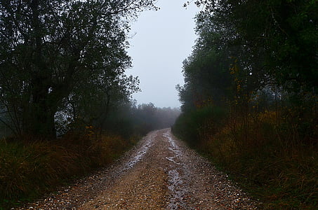 strada verso il nulla, strada di campagna, Italia, Toscana, alberi, sentiero, pušestvie