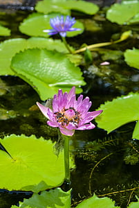 Lotus, feuille de Lotus, fleurs, plantes d’eau, fleur, brillant, plante