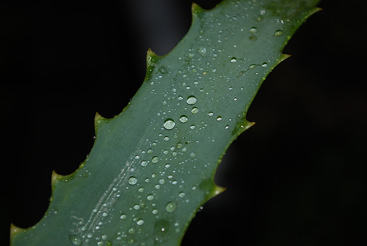 leaf, plant, close, green, morgentau, drop of water, dew drops
