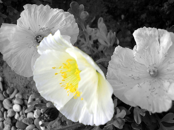 Papoila branca, Flor papoula, Papoila, preto e branco, plano de fundo, natureza, pétala