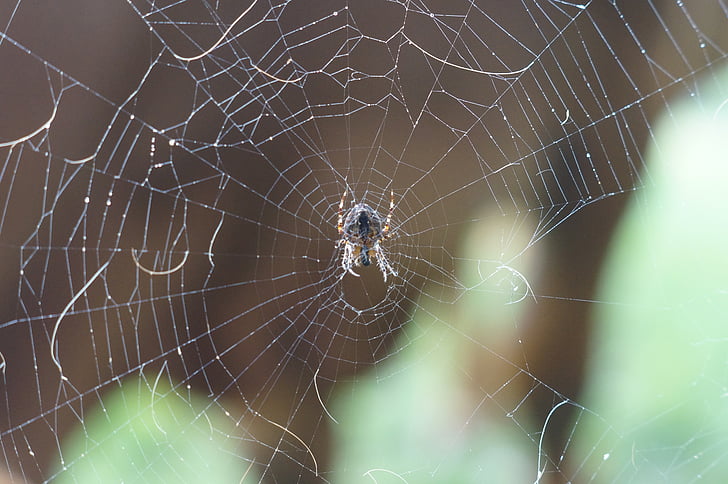 spider, network, center, middle, animal, nature, photo