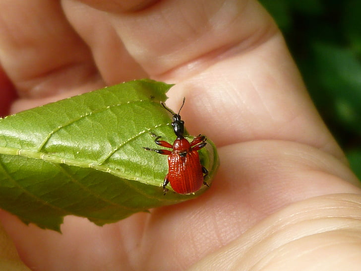 насекоми, бръмбар, лешникови листа-валяк, apoderus croyli, червен