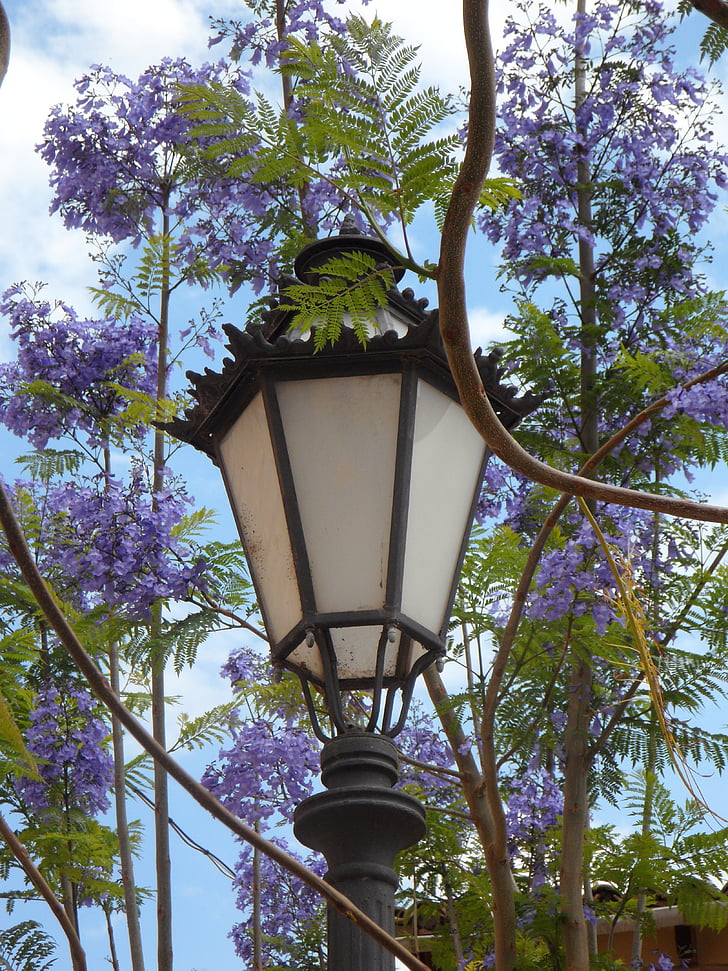 lanterna, Jacaranda, Mediterrâneo, Sul, flor, lâmpada, luz