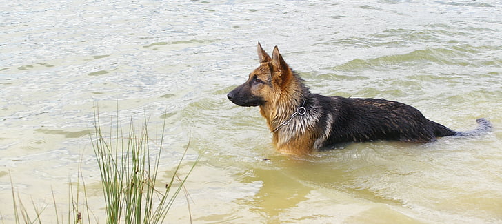 hunden, vann, dammen, kjæledyr, natur, Lake, Tyskeren shepherd