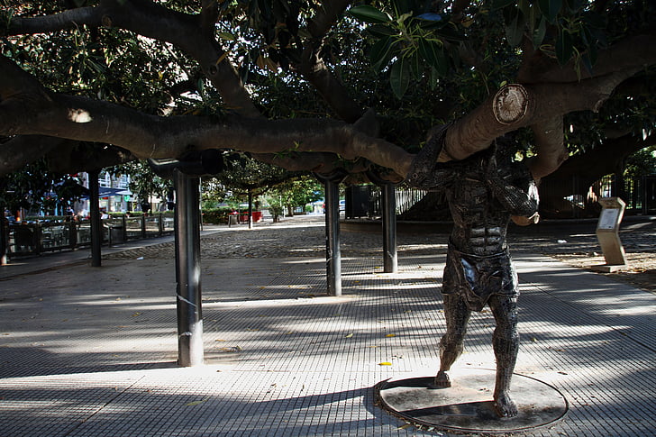 strom, obrie, Buenos aires, staré, veľké, kufor