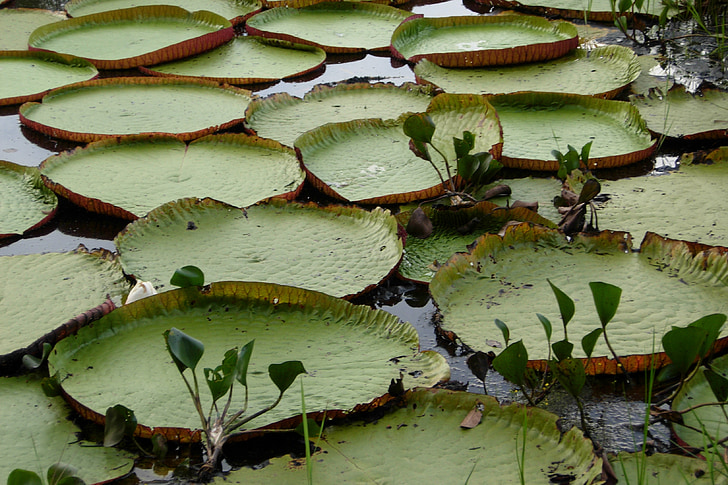 leaves, karanambu, lake