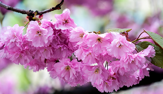 rosa, cerezo, flor, floración, árbol, primavera, cereza de Asia oriental