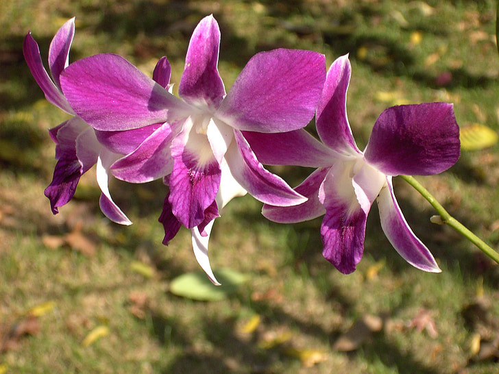 Orchid, Blossom, Bloom, kukka, Wild orchid, Thaimaa, Sulje