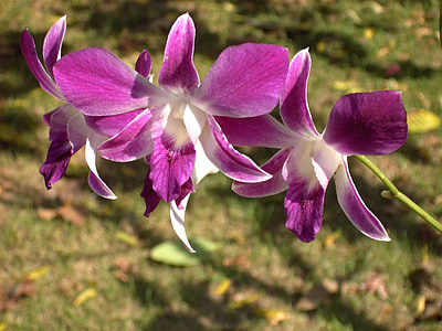 orchidea, kvet, kvet, kvet, Wild orchid, Thajsko, Zavrieť