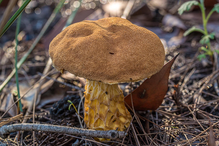 cogumelo, fungo, fungos, bonés, Outono, Austrália, planta