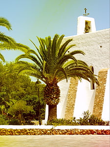 Palm, Ibiza, Spanien, Holiday, sommar, ön, soligt