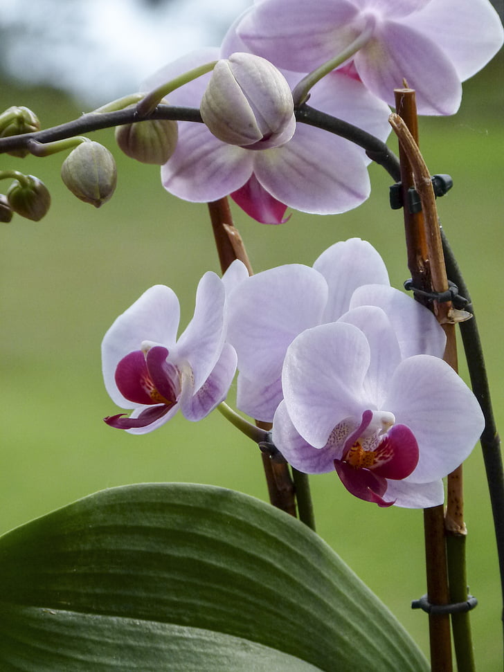 Orchid, blomst, flora, Blomsterhandler, plante, dejlige, natur