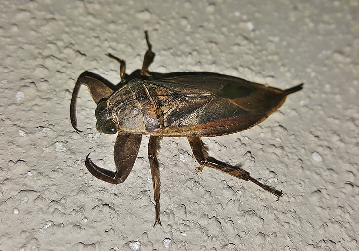 bug de água, inseto gigante de água, mordedor de dedo do pé, carrapato de jacaré, insetos, besouros, close-up