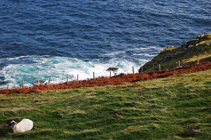 羊, 海, 90/gr, 草甸, 爱尔兰, 自然, 海岸