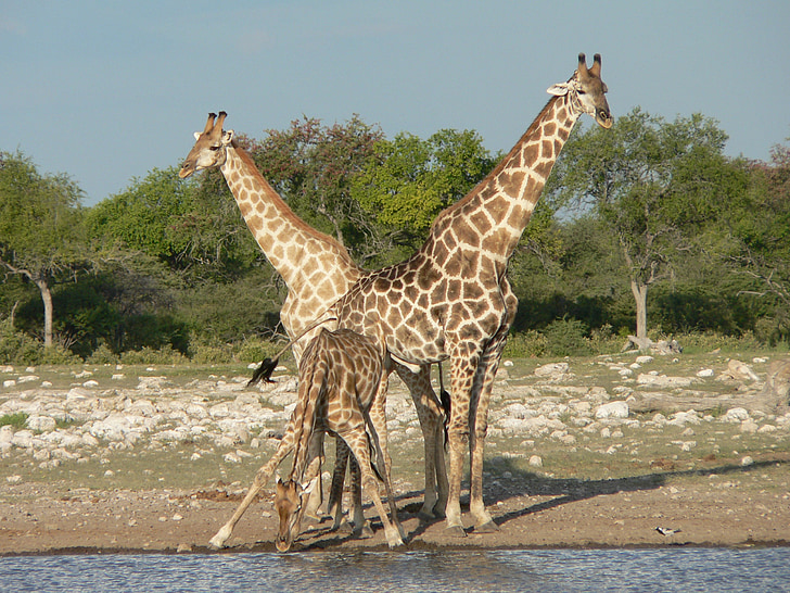 žirafy, Safari, Namibie, nápoj