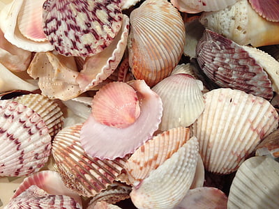 sea shells, shells, beach, ocean