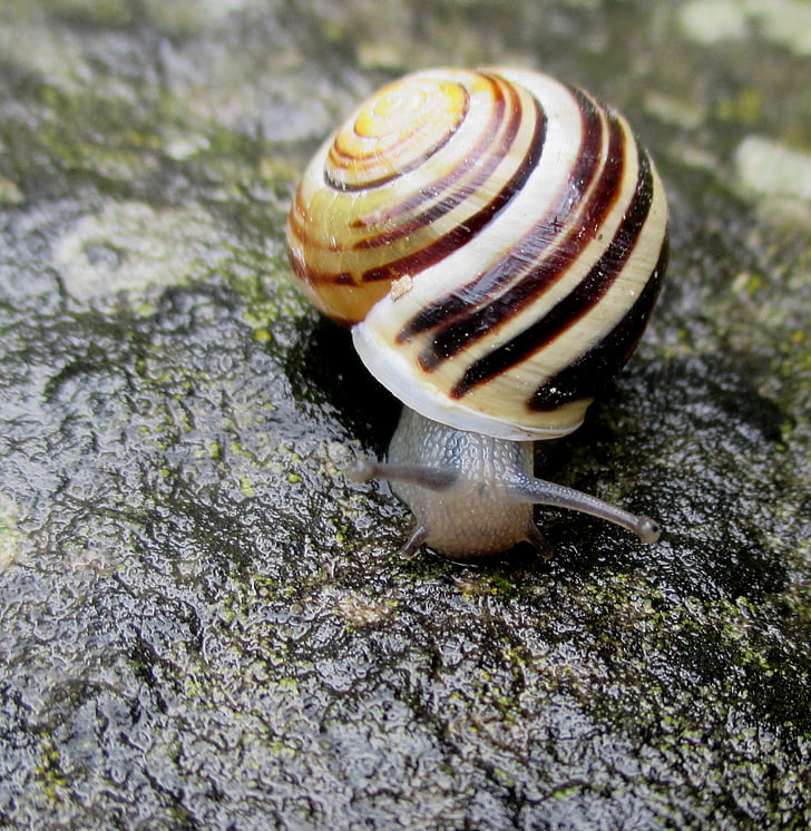 snail, shell, spiral, mollusk, stone, rainy weather, close
