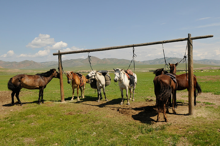 Монголия, лошади, перерыв