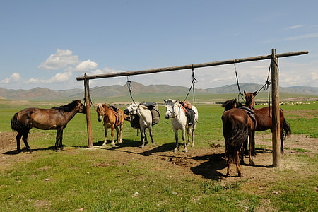 Mongòlia, cavalls, descans