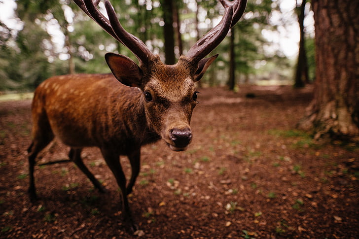 brown, male, deer, surrounded, woodland, daytime, animal