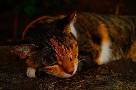 kočka, jaro, spánek, zvířecí motivy, kočka domácí, jedno zvíře, Domácí zvířata