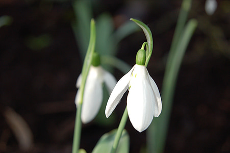 spring, flowers, snowdrop, march, blooming