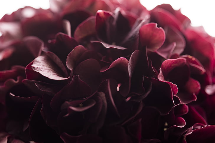 Burgundija, puķe, Dark flower, hortenzija, Violeta, ziedlapas, daba