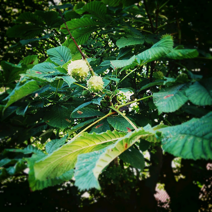 Castanyer, arbre de la castanya, arbre, fulles de castanyer, verd, fulles, fullatge