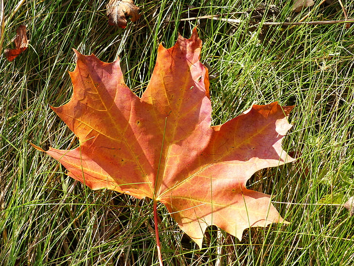 leaf, maple, autumn, colors, grass, garden, nature