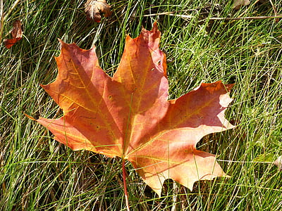 Leaf, lönn, hösten, färger, gräs, trädgård, naturen