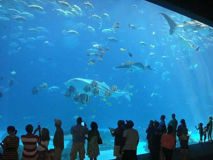 aquarium, fish, atlanta, underwater, sea, animal, nature