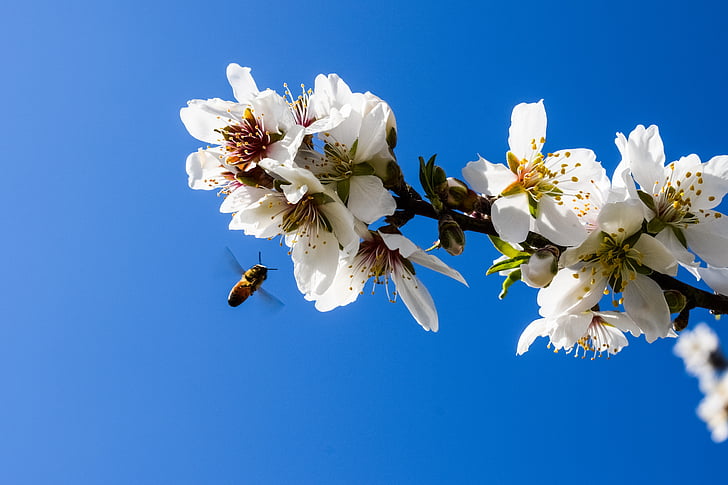almond tree, flowers, bee, almond, nature, branch, blossom