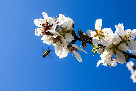 pohon almond, bunga, lebah, almond, alam, cabang, Blossom