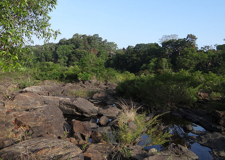 foresta sempreverde, Ghati occidentali, fiume di sharavati, letto del fiume, acqua, letto di caduta, vegetazione