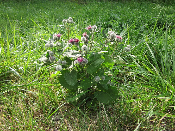 Arctium tomentosum, Downy bardana, Bardana lanoso, Bardana, pianta, Wildflower, fico d'India